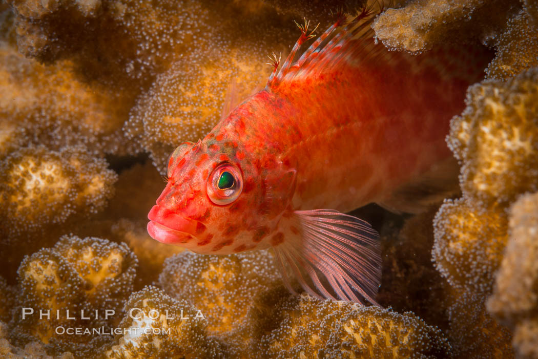 Coral Hawkfish, Sea of Cortez, Baja California. Isla Espiritu Santo, Mexico, natural history stock photograph, photo id 33786