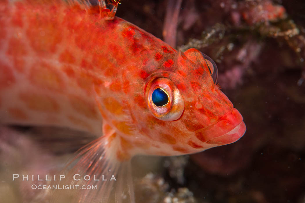Coral Hawkfish, Sea of Cortez, Baja California. Isla San Diego, Mexico, natural history stock photograph, photo id 33536