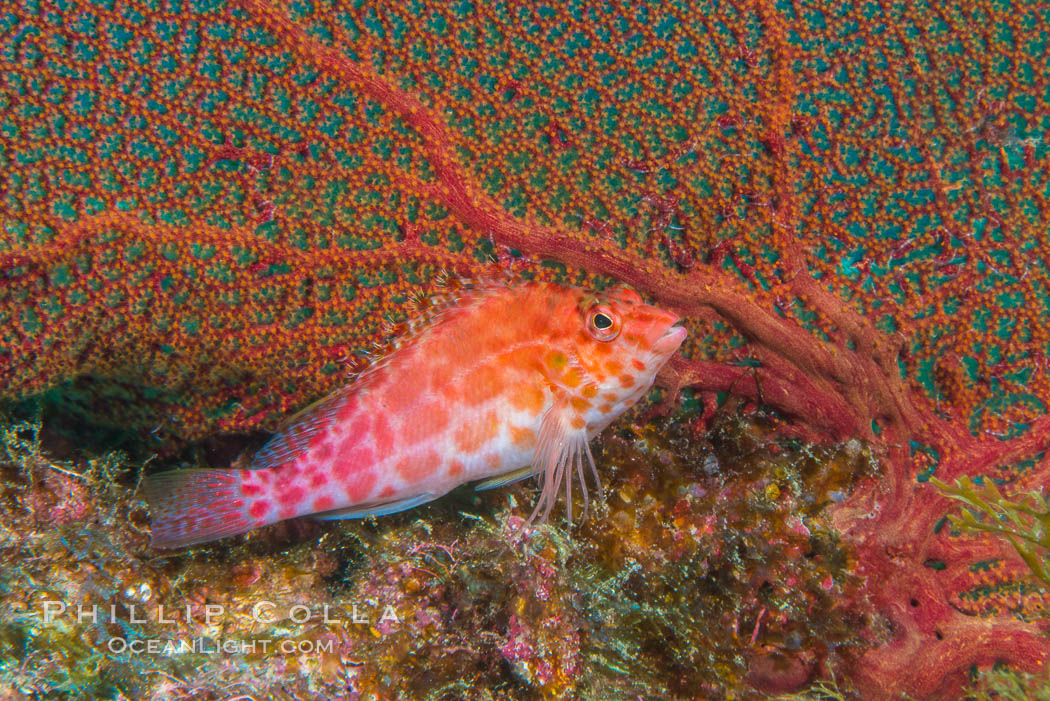 Coral Hawkfish, Sea of Cortez, Baja California. Isla San Diego, Mexico, natural history stock photograph, photo id 33716