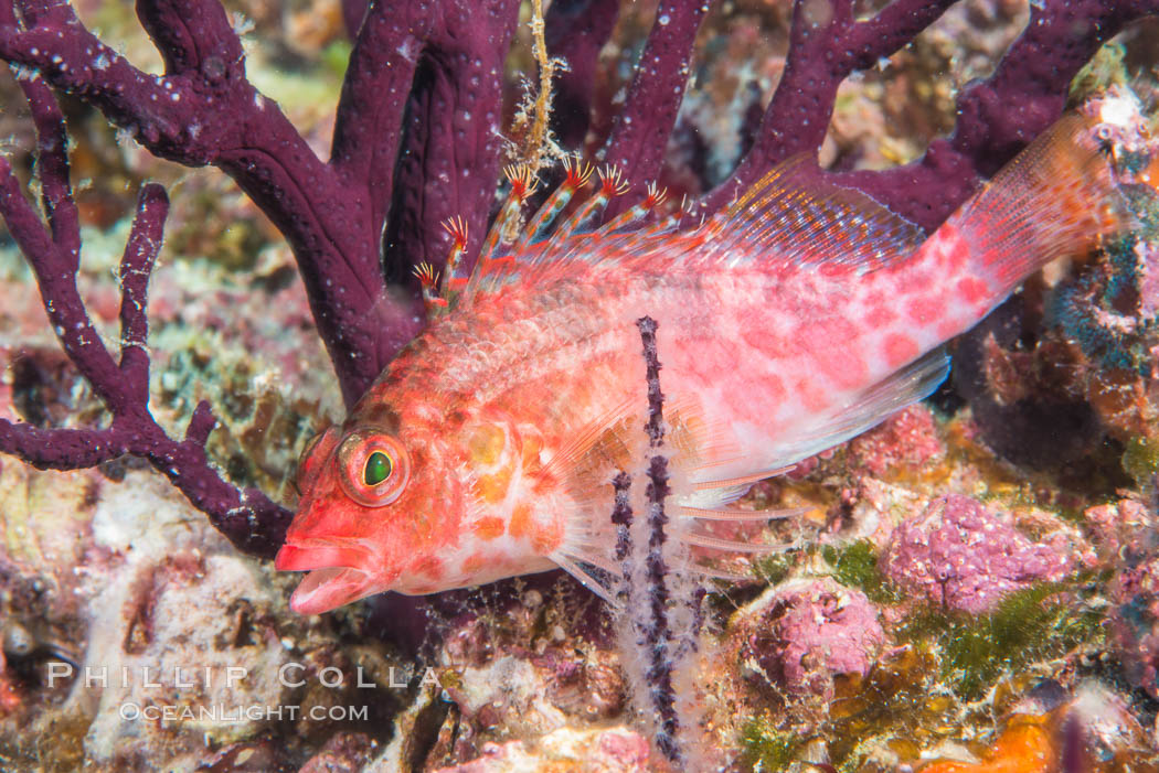 Coral Hawkfish, Sea of Cortez, Baja California. Isla Espiritu Santo, Mexico, natural history stock photograph, photo id 33772