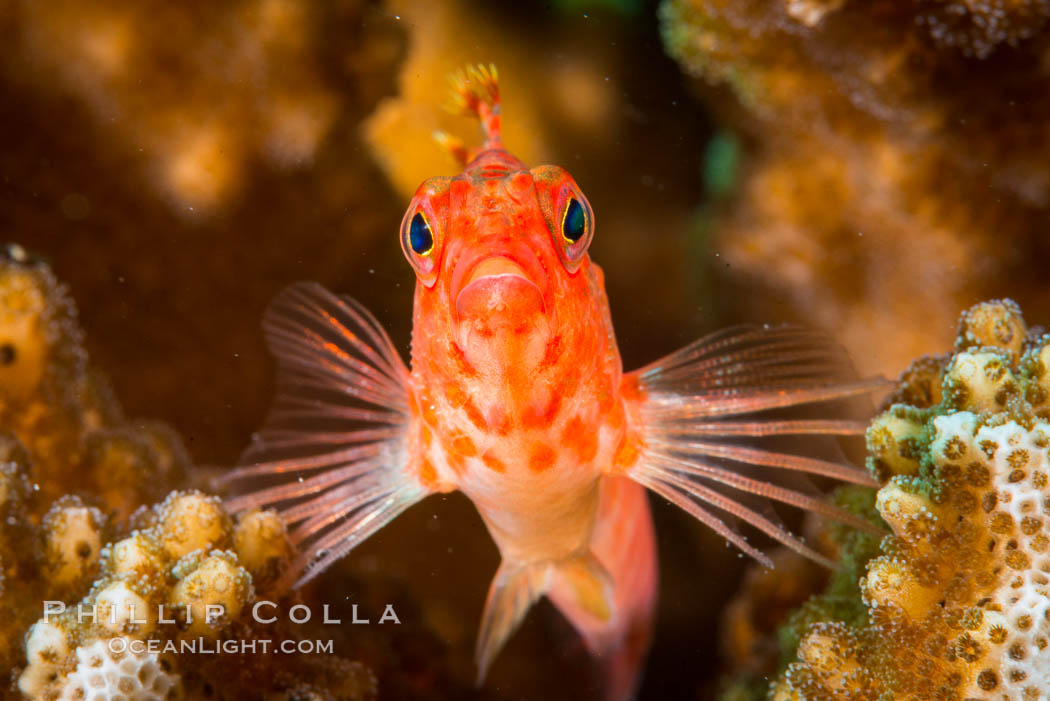 Coral Hawkfish, Sea of Cortez, Baja California. Isla San Diego, Mexico, natural history stock photograph, photo id 33551