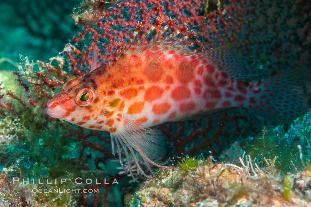 Coral Hawkfish, Sea of Cortez, Baja California. Mexico, natural history stock photograph, photo id 33607