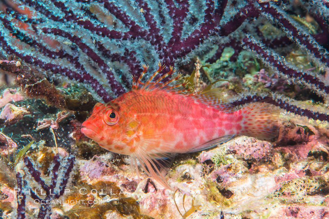 Coral Hawkfish, Sea of Cortez, Baja California. Isla Espiritu Santo, Mexico, natural history stock photograph, photo id 33771