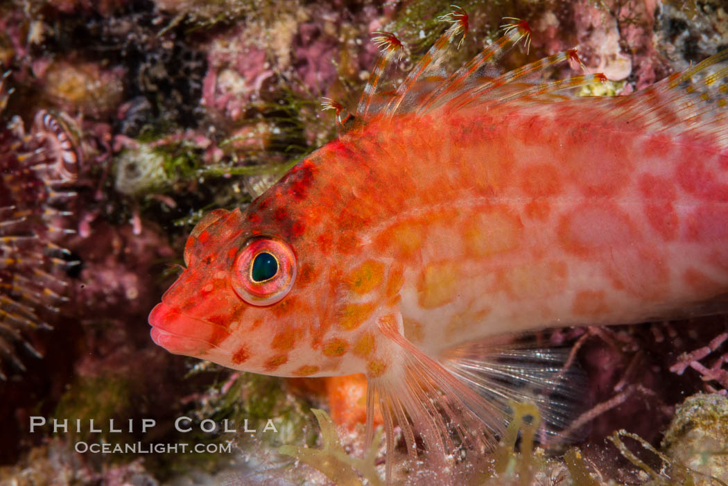 Coral Hawkfish, Sea of Cortez, Baja California. Isla San Diego, Mexico, natural history stock photograph, photo id 33557