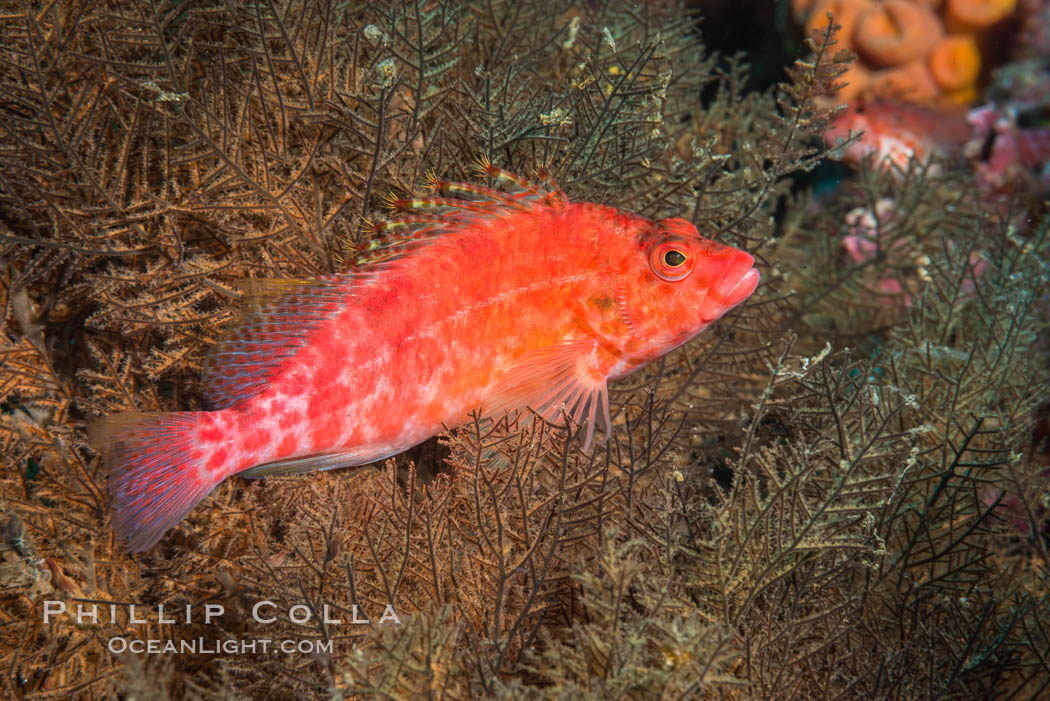 Coral Hawkfish, Sea of Cortez, Baja California. Isla San Diego, Mexico, natural history stock photograph, photo id 33569