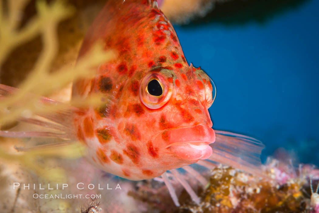 Coral Hawkfish, Sea of Cortez, Baja California. Mexico, natural history stock photograph, photo id 33609