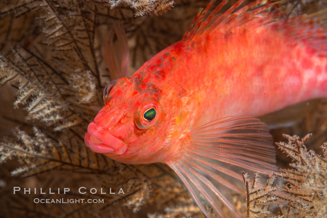 Coral Hawkfish, Sea of Cortez, Baja California. Mexico, natural history stock photograph, photo id 33613