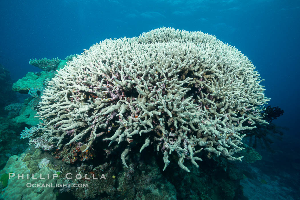 Coral head, Fiji., natural history stock photograph, photo id 31711