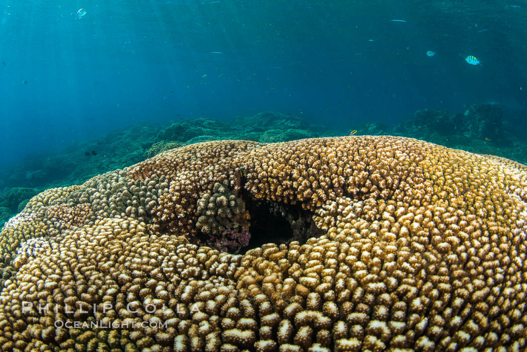 Coral Heads on Reef, Lobera San Rafaelito, Sea of Cortez. Baja California, Mexico, natural history stock photograph, photo id 33840