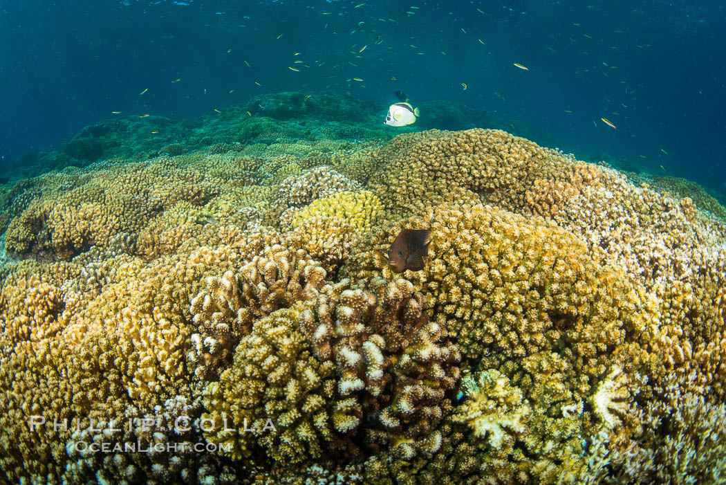 Coral Heads on Reef, Lobera San Rafaelito, Sea of Cortez. Baja California, Mexico, natural history stock photograph, photo id 33839