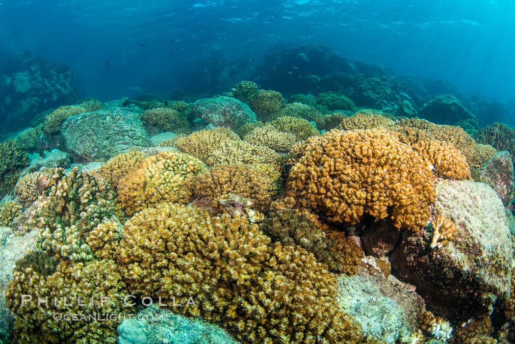 Coral Heads on Reef, Lobera San Rafaelito, Sea of Cortez. Baja California, Mexico, natural history stock photograph, photo id 33837