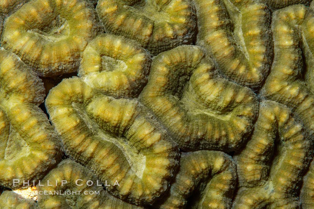 Coral polyp detail, Fiji. Namena Marine Reserve, Namena Island, natural history stock photograph, photo id 34800