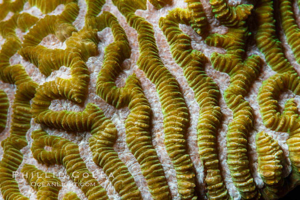 Coral polyp detail, Fiji. Namena Marine Reserve, Namena Island, natural history stock photograph, photo id 34879