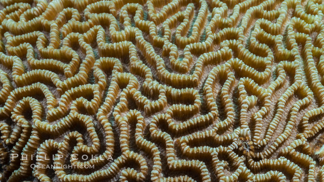 Closeup view of stony coral polyp details, Fiji. Makogai Island, Lomaiviti Archipelago, natural history stock photograph, photo id 31792