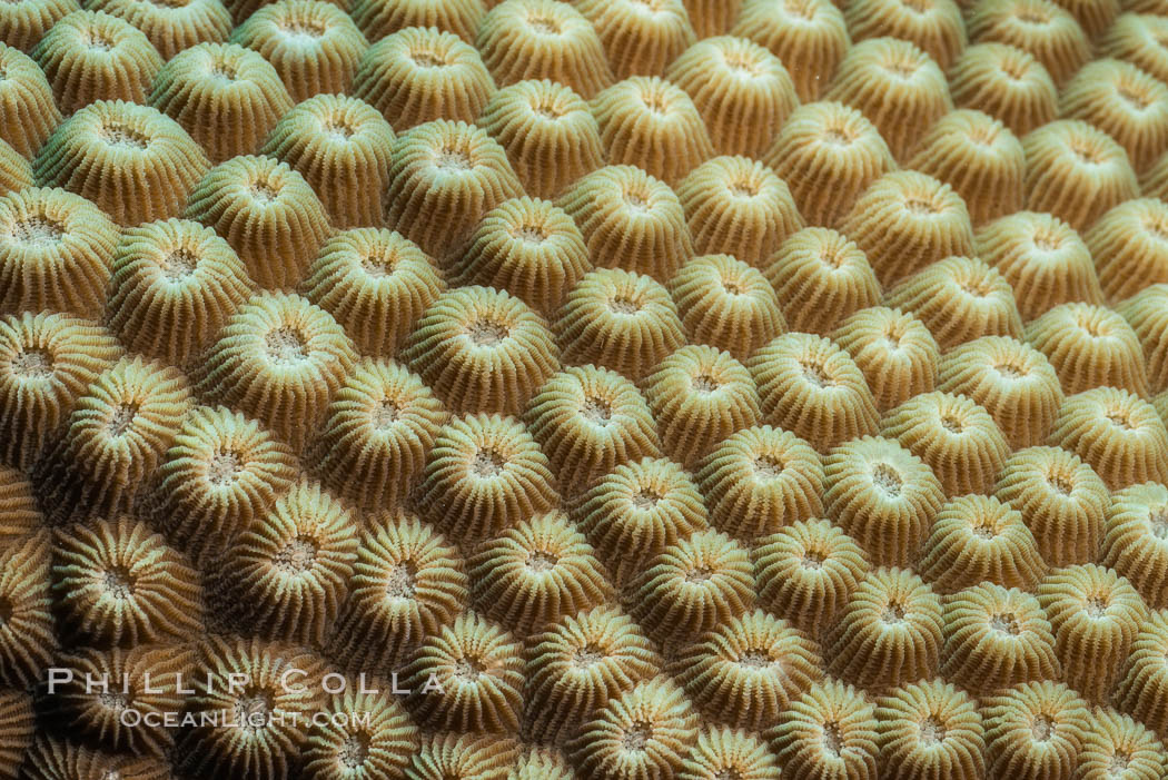 Closeup view of stony coral polyp details, Fiji. Makogai Island, Lomaiviti Archipelago, natural history stock photograph, photo id 31567