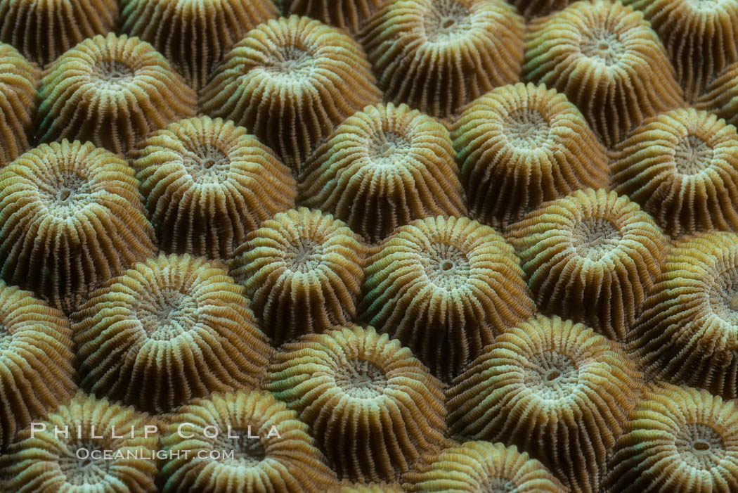 Closeup view of stony coral polyp details, Fiji. Makogai Island, Lomaiviti Archipelago, natural history stock photograph, photo id 31569