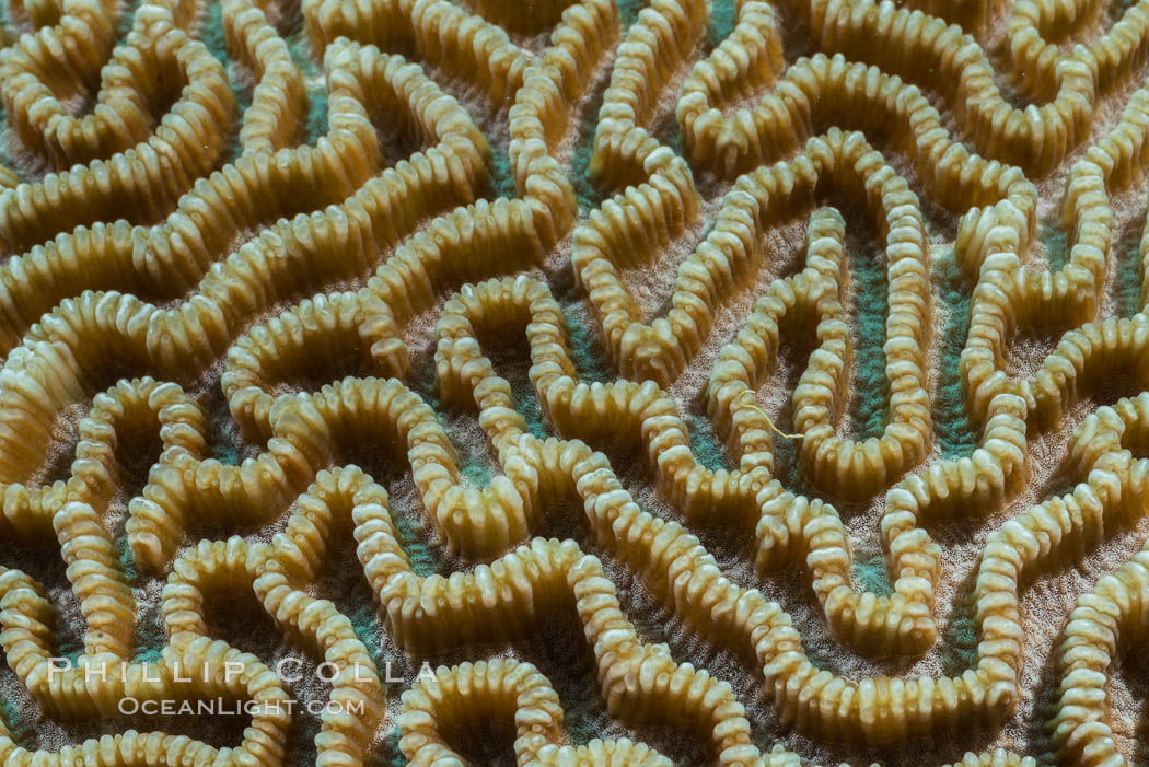 Closeup view of stony coral polyp details, Fiji. Makogai Island, Lomaiviti Archipelago, natural history stock photograph, photo id 31793