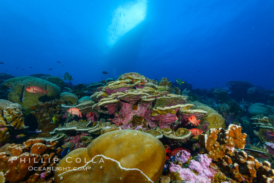 Coral Reef, Clipperton Island. France, natural history stock photograph, photo id 32994