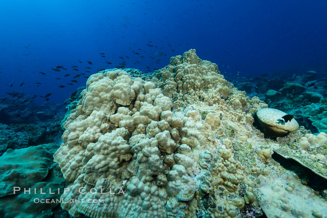 Coral Reef, Clipperton Island. France, natural history stock photograph, photo id 33026