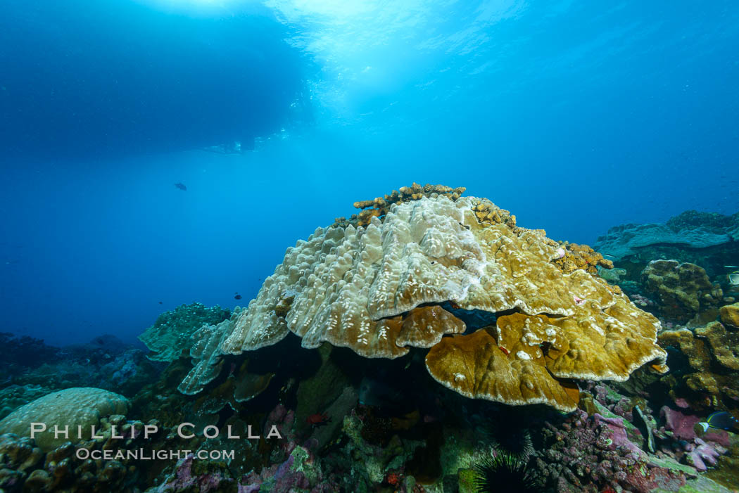 Coral Reef, Clipperton Island. France, natural history stock photograph, photo id 32996