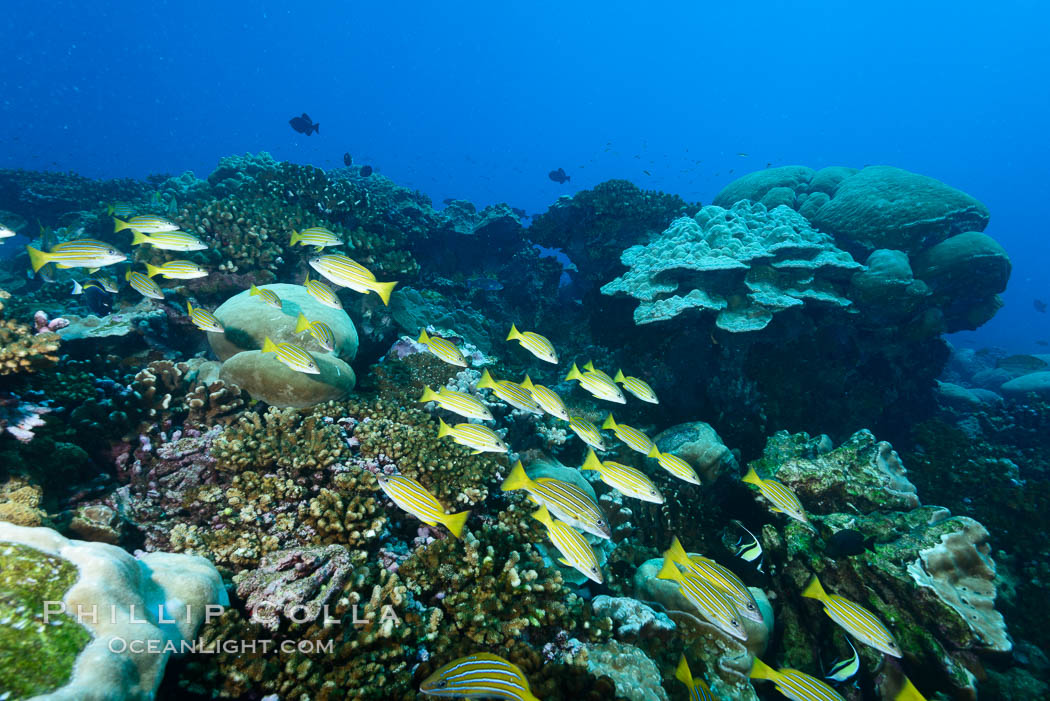 Coral Reef, Clipperton Island. France, natural history stock photograph, photo id 33043