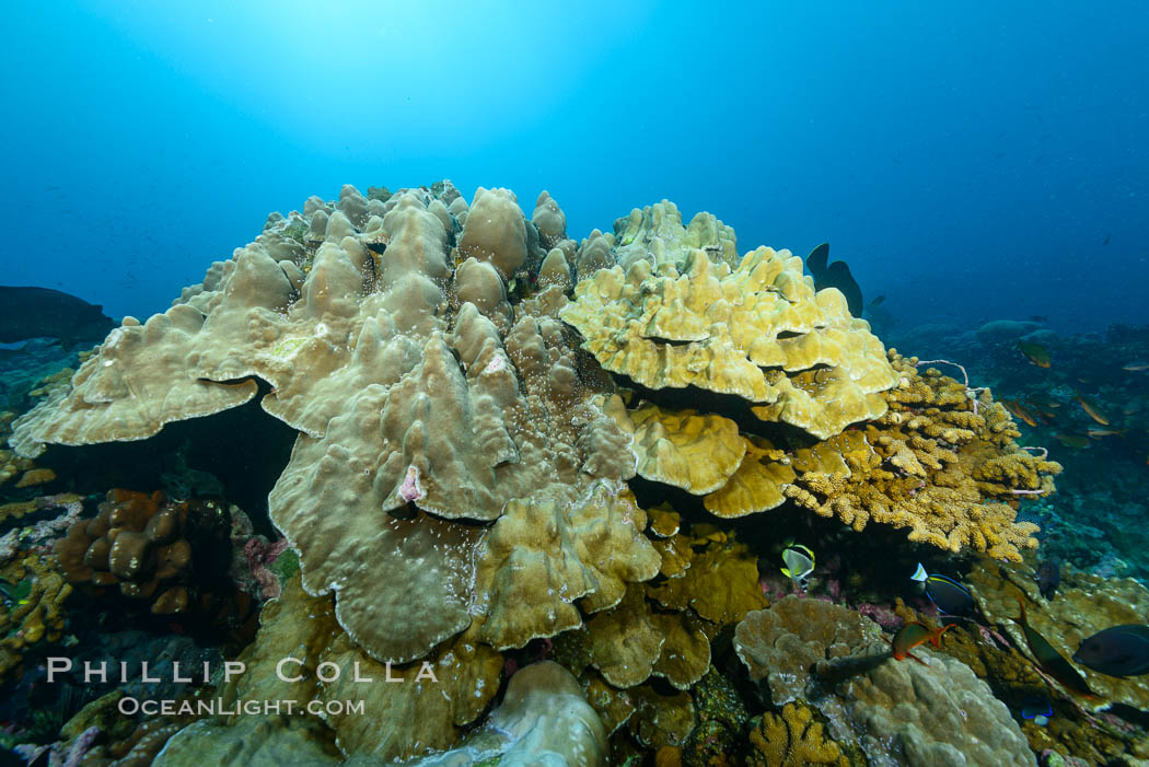 Coral Reef, Clipperton Island. France, natural history stock photograph, photo id 32985