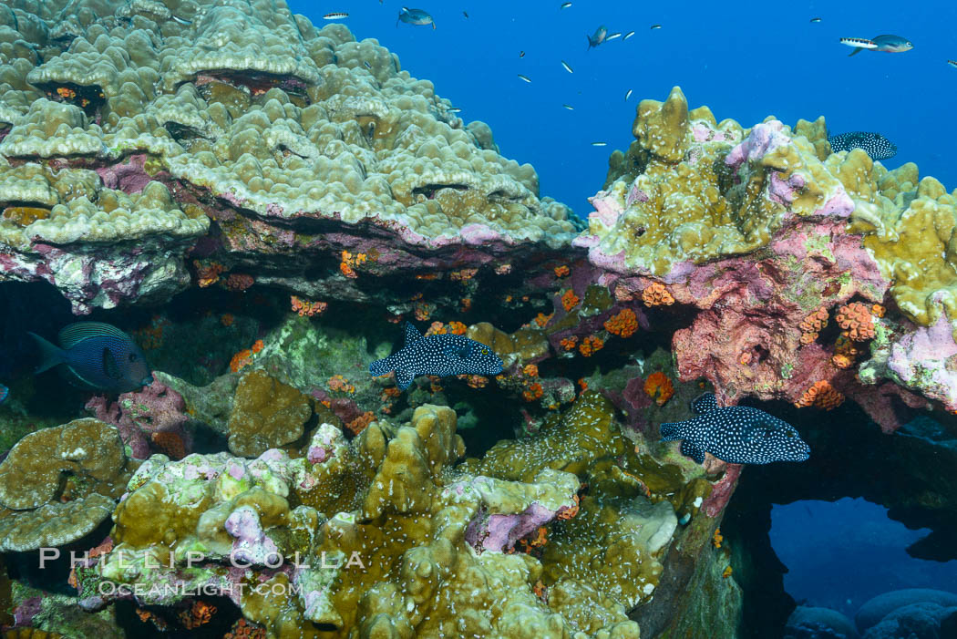 Coral Reef, Clipperton Island. France, natural history stock photograph, photo id 32997