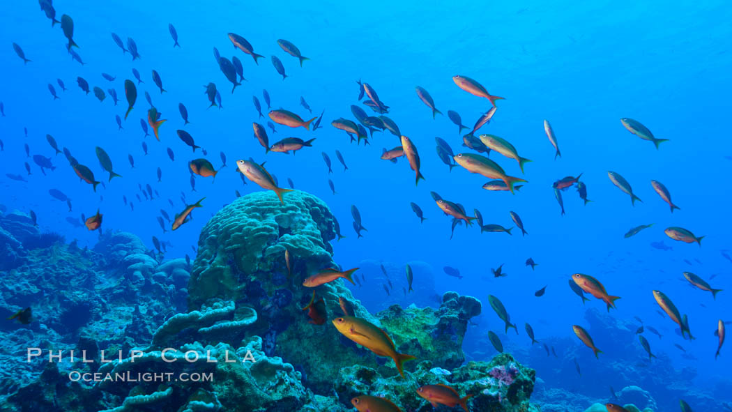 Coral Reef, Clipperton Island. France, natural history stock photograph, photo id 33009