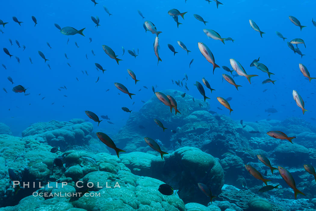 Coral Reef, Clipperton Island. France, natural history stock photograph, photo id 33049