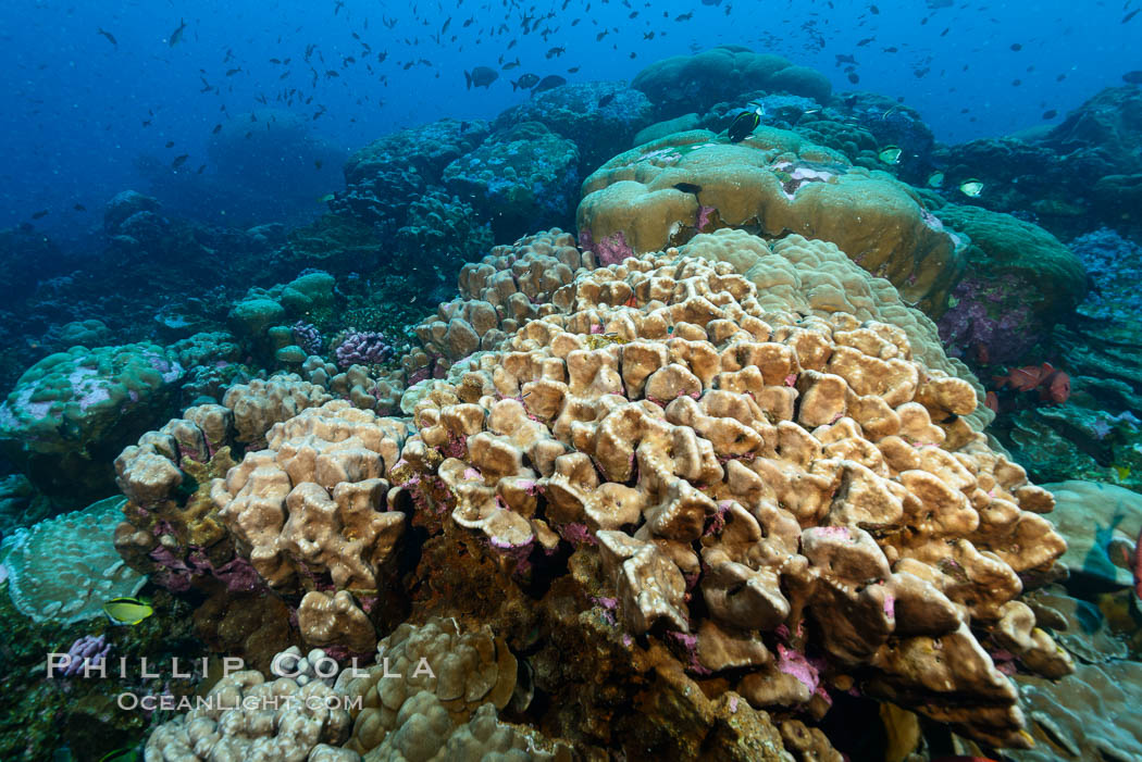 Coral Reef, Clipperton Island. France, natural history stock photograph, photo id 33057