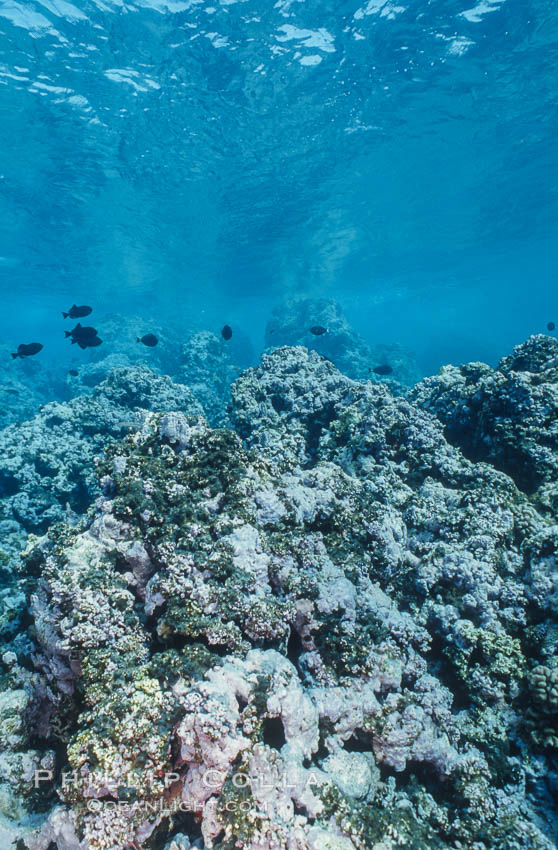 Coral Reef Scene Underwater at Rose Atoll, American Samoa. Rose Atoll National Wildlife Refuge, USA, natural history stock photograph, photo id 00774