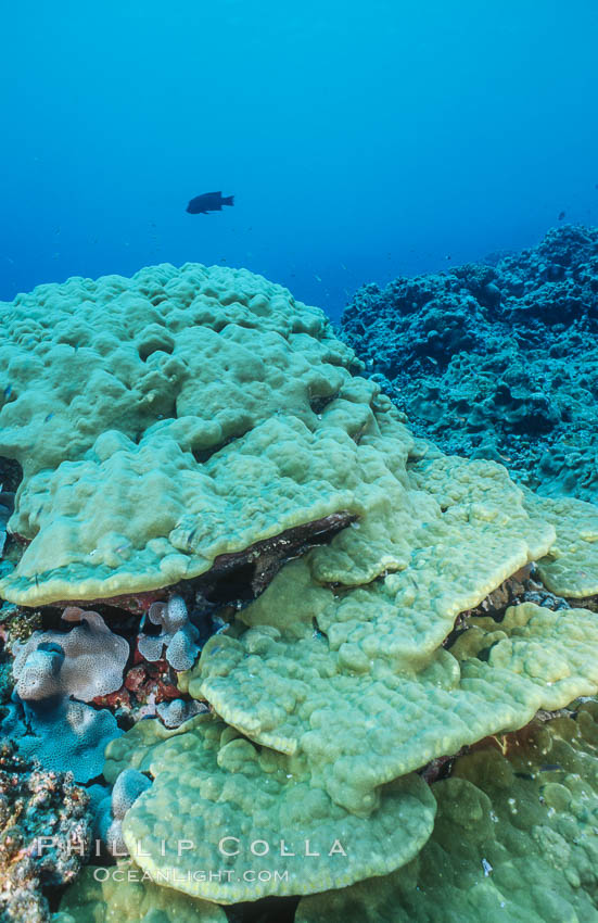 Coral Reef Scene Underwater at Rose Atoll, American Samoa. Rose Atoll National Wildlife Refuge, USA, natural history stock photograph, photo id 00778