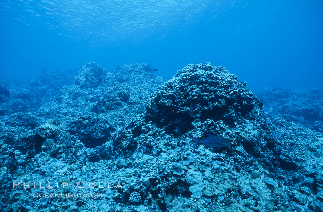 Coral Reef Scene Underwater at Rose Atoll, American Samoa. Rose Atoll National Wildlife Refuge, USA, natural history stock photograph, photo id 00772