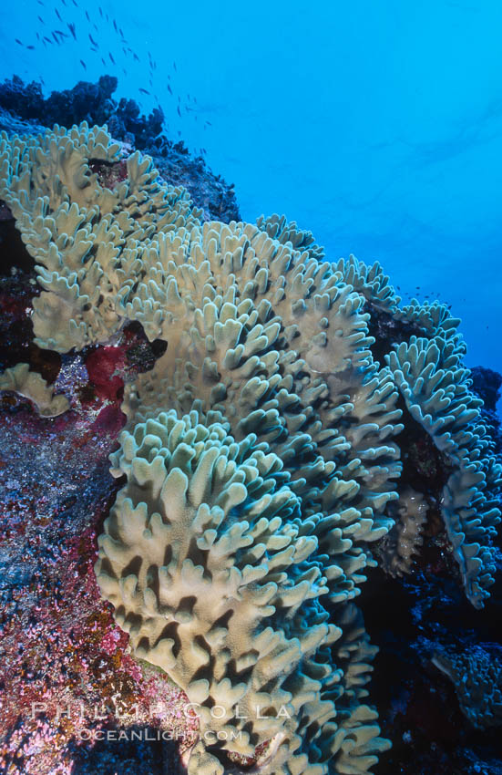 Coral Reef Scene Underwater at Rose Atoll, American Samoa. Rose Atoll National Wildlife Refuge, USA, natural history stock photograph, photo id 00780