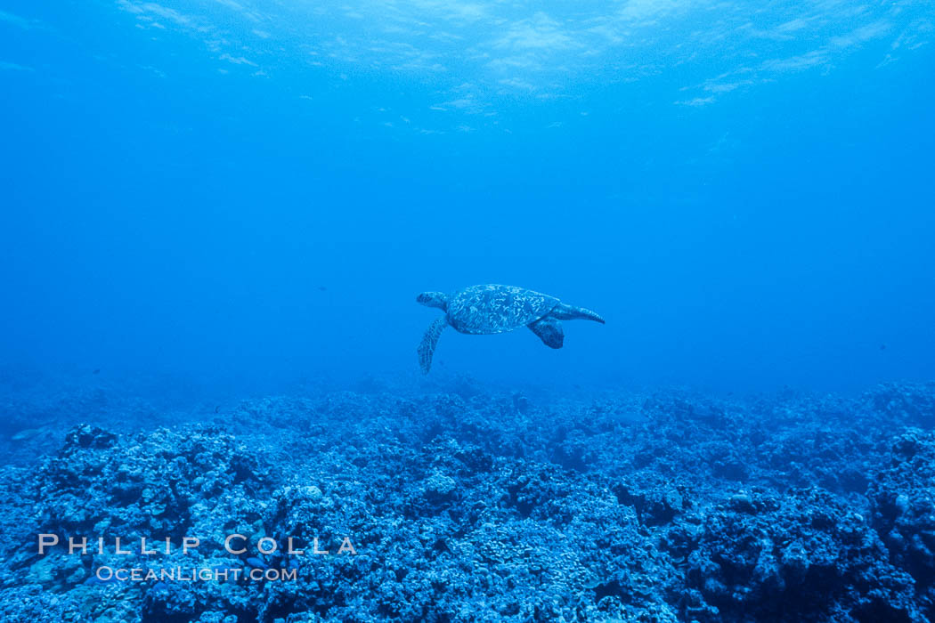 Coral Reef Scene Underwater at Rose Atoll, American Samoa. Rose Atoll National Wildlife Refuge, USA, natural history stock photograph, photo id 00783