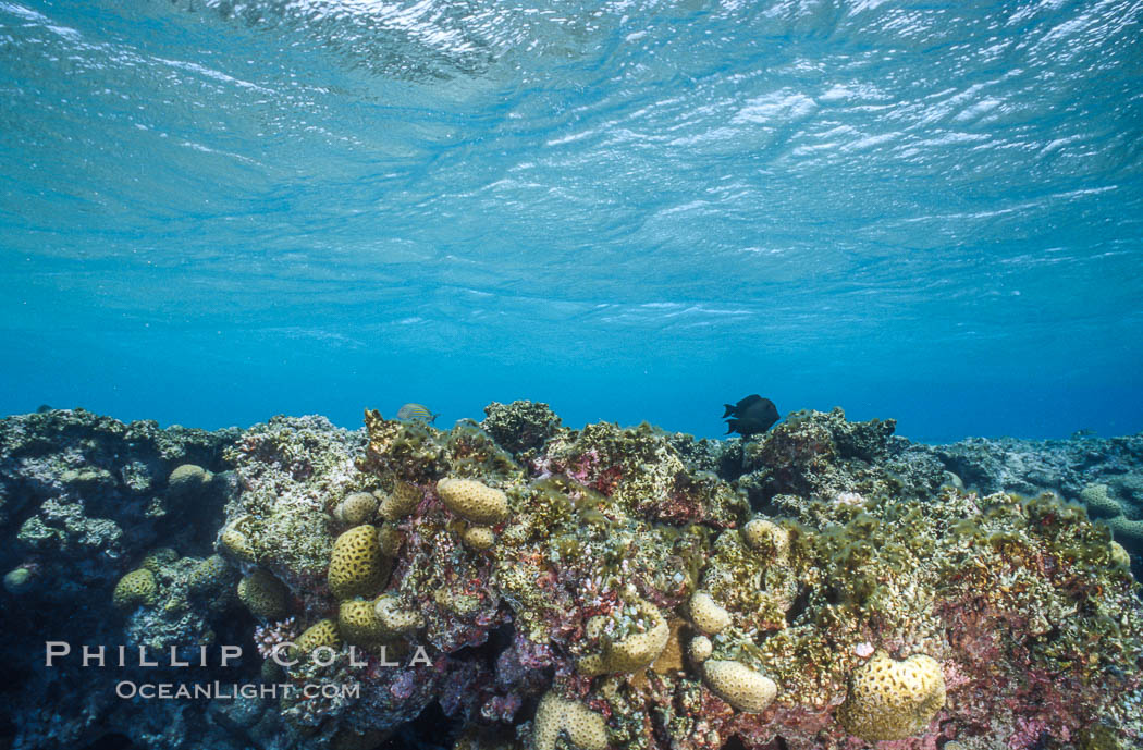 Coral Reef Scene Underwater at Rose Atoll, American Samoa. Rose Atoll National Wildlife Refuge, USA, natural history stock photograph, photo id 00745