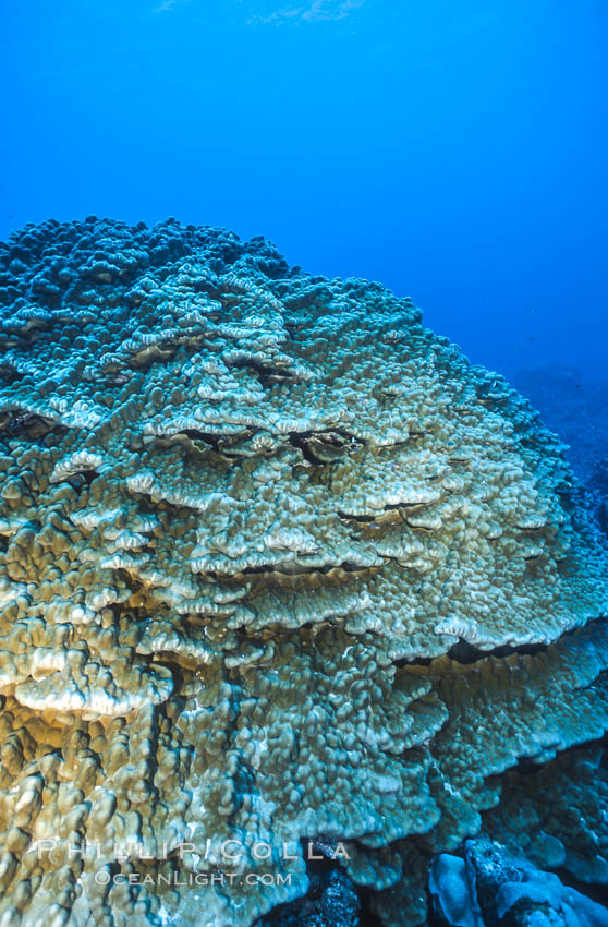 Coral Reef Scene Underwater at Rose Atoll, American Samoa. Rose Atoll National Wildlife Refuge, USA, natural history stock photograph, photo id 00757