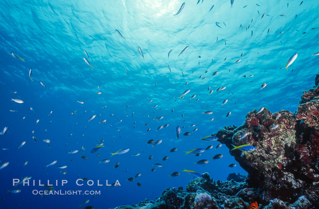 Coral Reef Scene Underwater at Rose Atoll, American Samoa. Rose Atoll National Wildlife Refuge, USA, natural history stock photograph, photo id 00769