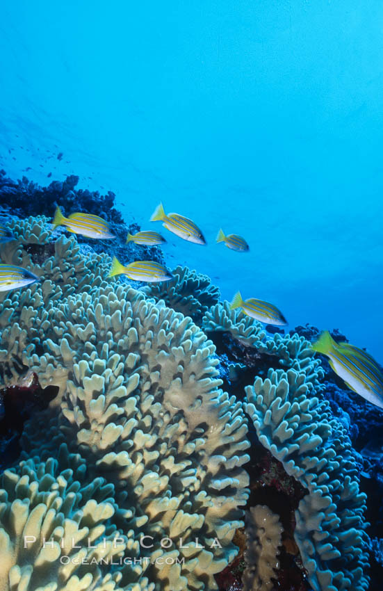 Coral Reef Scene Underwater at Rose Atoll, American Samoa. Rose Atoll National Wildlife Refuge, USA, natural history stock photograph, photo id 00781