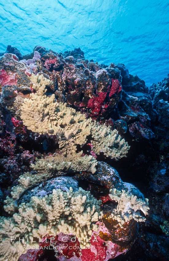 Coral Reef Scene Underwater at Rose Atoll, American Samoa. Rose Atoll National Wildlife Refuge, USA, natural history stock photograph, photo id 00785