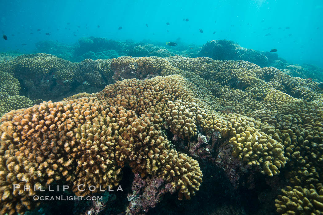 Coral Reef, Suwanee Reef, Sea of Cortez. Baja California, Mexico, natural history stock photograph, photo id 32478