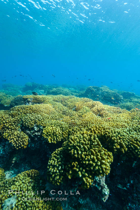 Coral Reef, Suwanee Reef, Sea of Cortez. Baja California, Mexico, natural history stock photograph, photo id 32481