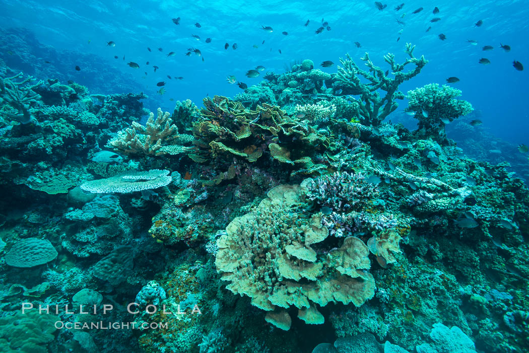 Coral reefscape in Fiji. Stony corals, such as the various species in this image, grow a calcium carbonate skeleton which they leave behind when they die. Over years, this deposit of calcium carbonate builds up the foundation of the coral reef. Fiji. Vatu I Ra Passage, Bligh Waters, Viti Levu  Island, natural history stock photograph, photo id 31706