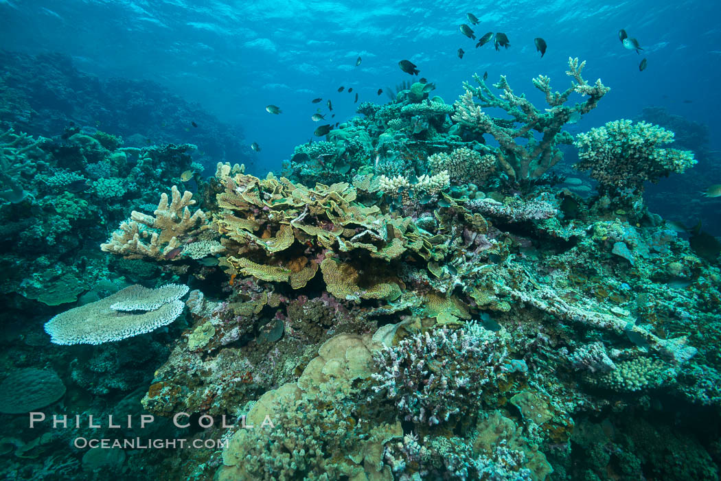 Coral reefscape in Fiji. Stony corals, such as the various species in this image, grow a calcium carbonate skeleton which they leave behind when they die. Over years, this deposit of calcium carbonate builds up the foundation of the coral reef. Fiji. Vatu I Ra Passage, Bligh Waters, Viti Levu  Island, natural history stock photograph, photo id 31707