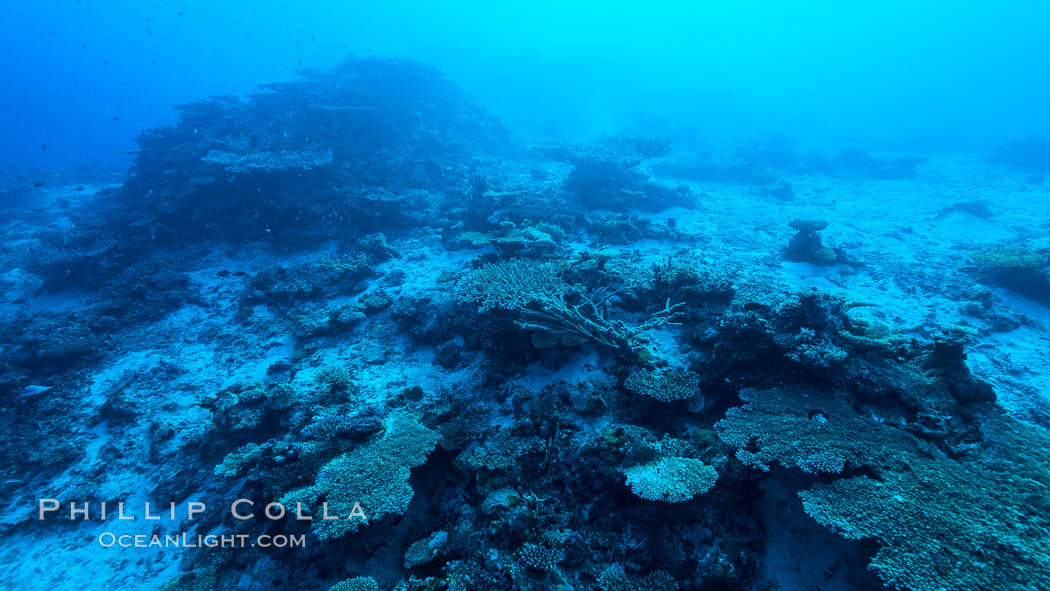 Coral reefscape in Fiji. Stony corals, such as the various species in this image, grow a calcium carbonate skeleton which they leave behind when they die. Over years, this deposit of calcium carbonate builds up the foundation of the coral reef. Fiji. Wakaya Island, Lomaiviti Archipelago, natural history stock photograph, photo id 31393