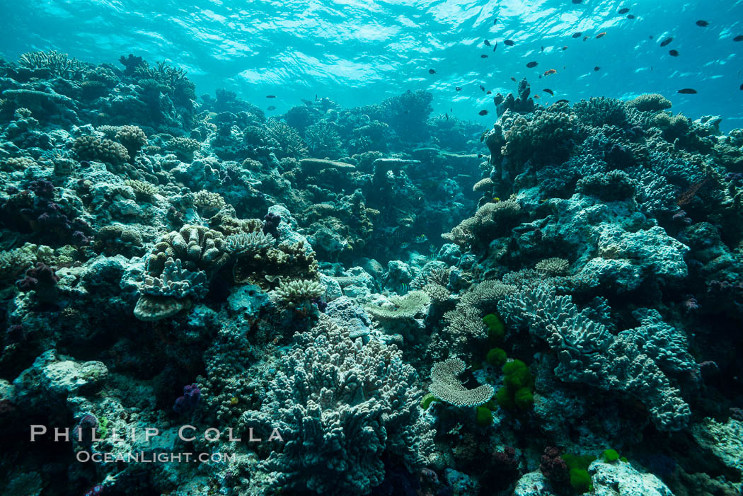 Coral reefscape in Fiji. Stony corals, such as the various species in this image, grow a calcium carbonate skeleton which they leave behind when they die. Over years, this deposit of calcium carbonate builds up the foundation of the coral reef. Fiji. Vatu I Ra Passage, Bligh Waters, Viti Levu  Island, natural history stock photograph, photo id 31473