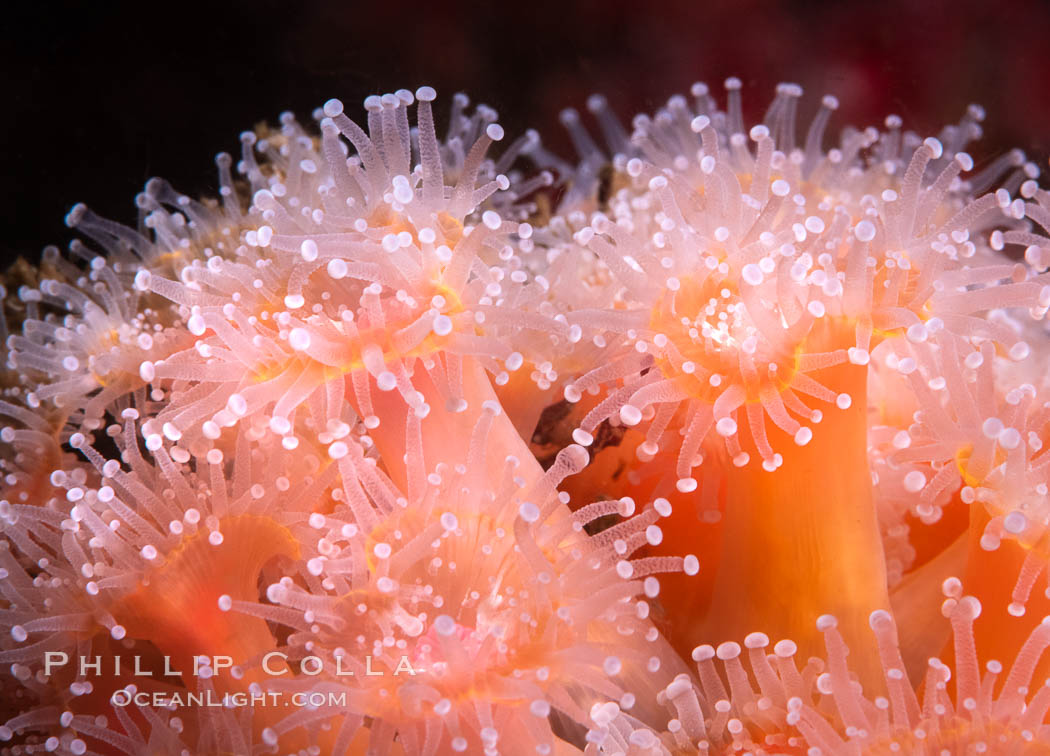 The corallimorph Corynactis californica, similar to both stony corals and anemones, is typified by a wide oral disk and short tentacles that radiate from the mouth. The tentacles grasp food passing by in ocean currents, Corynactis californica, San Diego, California The corallimorph Corynactis californica, similar to both stony corals and anemones, is typified by a wide oral disk and short tentacles that radiate from the mouth. The tentacles grasp food passing by in ocean currents, Corynactis californica, San Diego, California