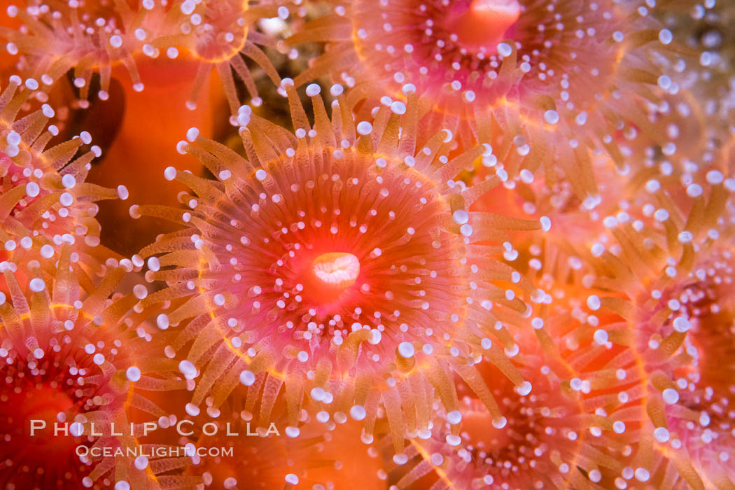 The corallimorph Corynactis californica, similar to both stony corals and anemones, is typified by a wide oral disk and short tentacles that radiate from the mouth.  The tentacles grasp food passing by in ocean currents. San Diego, California, USA, Corynactis californica, natural history stock photograph, photo id 37200