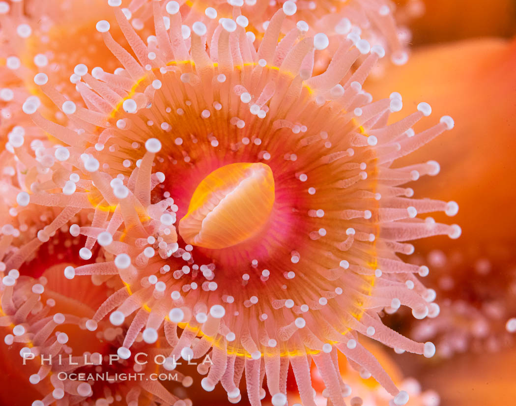 The corallimorph Corynactis californica, similar to both stony corals and anemones, is typified by a wide oral disk and short tentacles that radiate from the mouth.  The tentacles grasp food passing by in ocean currents, Corynactis californica, San Diego, California