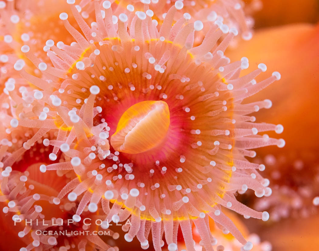 The corallimorph Corynactis californica, similar to both stony corals and anemones, is typified by a wide oral disk and short tentacles that radiate from the mouth. The tentacles grasp food passing by in ocean currents, Corynactis californica, San Diego, California The corallimorph Corynactis californica, similar to both stony corals and anemones, is typified by a wide oral disk and short tentacles that radiate from the mouth. The tentacles grasp food passing by in ocean currents, Corynactis californica, San Diego, California
